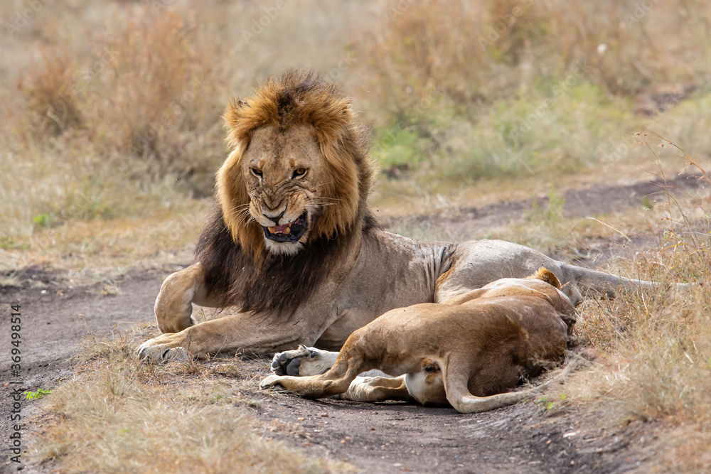 Lion mating couple spending several days together on the plains of the Msai Mara National Reserve in Kenya Lion mating couple spending several days together on the plains of the Msai Mara National Reserve in Kenya