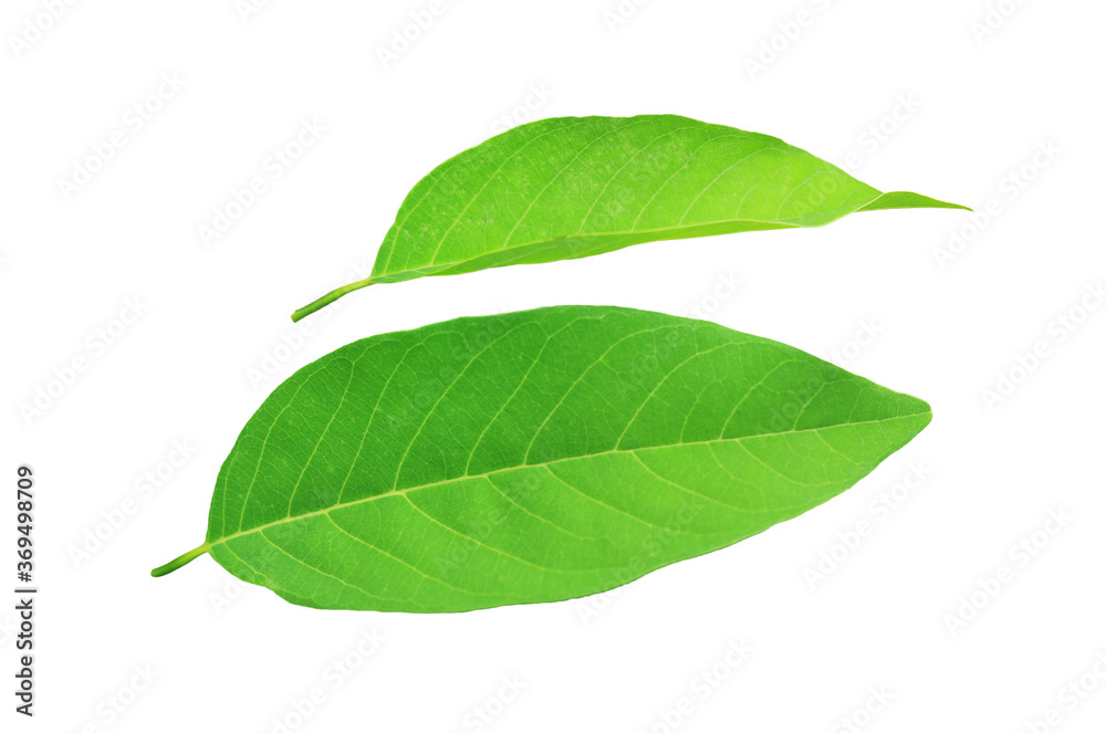 Green custard apple leaves isolated on white background Green custard apple leaves isolated on white background