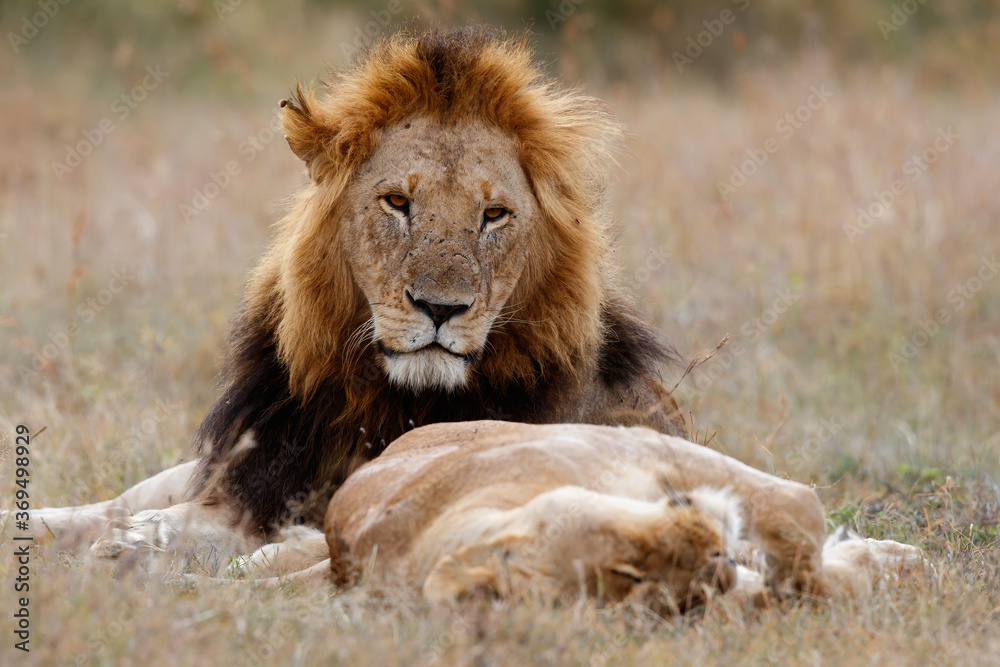 Fototapeta premium Lion mating couple spending several days together on the plains of the Msai Mara National Reserve in Kenya