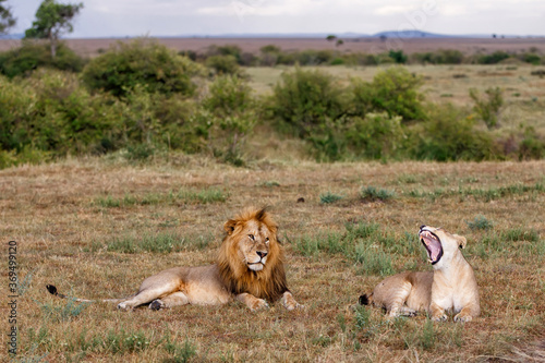 Lion mating couple spending several days together on the plains of the Msai Mara National Reserve in Kenya