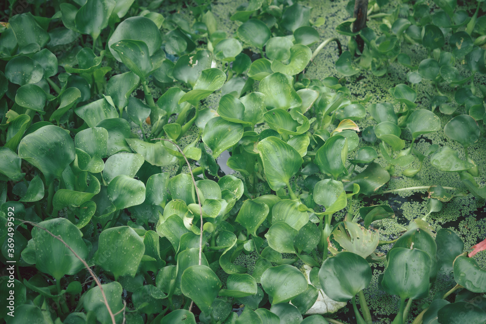 Green Duckweed Plants and Water hyacinth for wastewater nutrient recovery. Green Duckweed Plants and Water hyacinth for wastewater nutrient recovery.