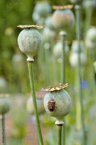 Foto selective focus of seedheads of the poppy plant with shield bug in an allotment