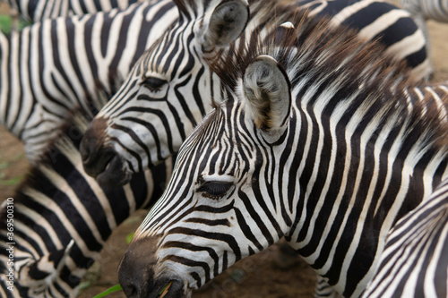 Fototapeta Naklejka Na Ścianę i Meble -  Many zebra are eating glass in the jungle as for nature wide life background.