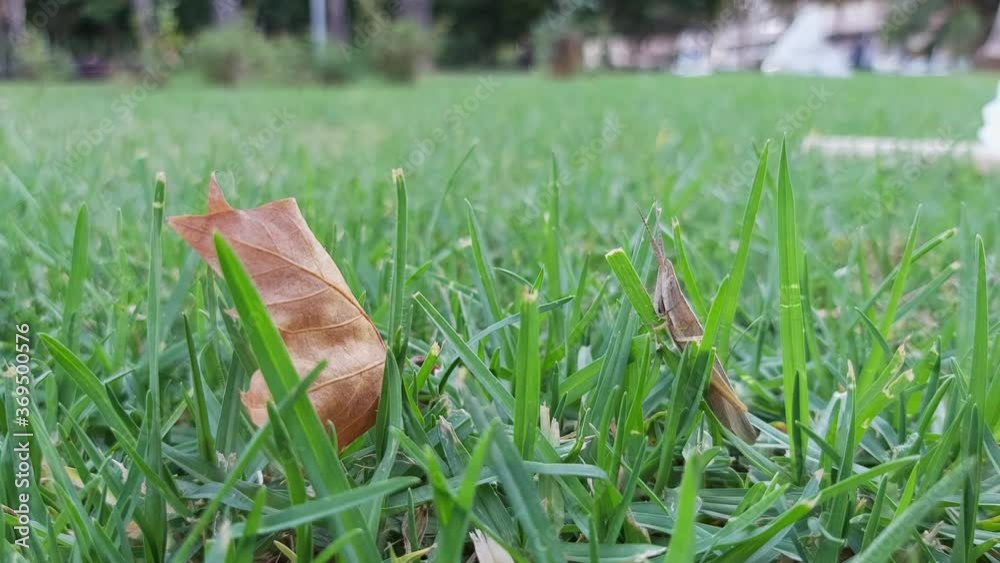 grasshopper eating a blade of grass in the park grasshopper eating a blade of grass in the park