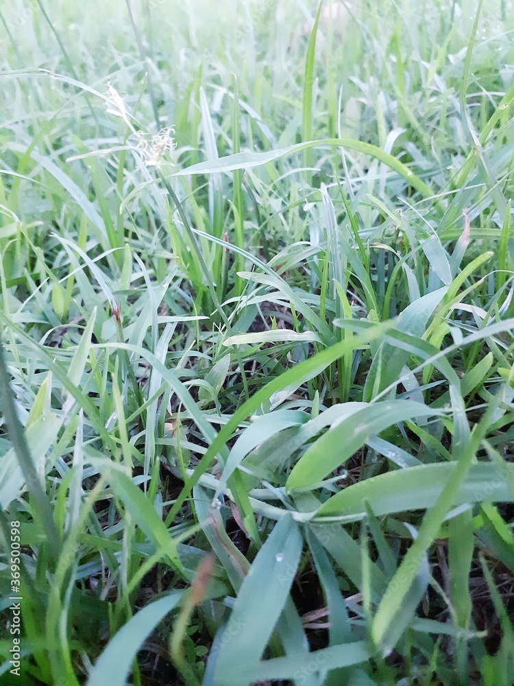 Obraz premium fresh green grass