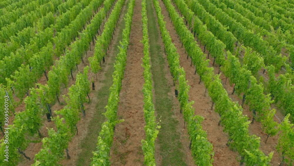 Aerial view of vineyards in Alsace France Aerial view of vineyards in Alsace France