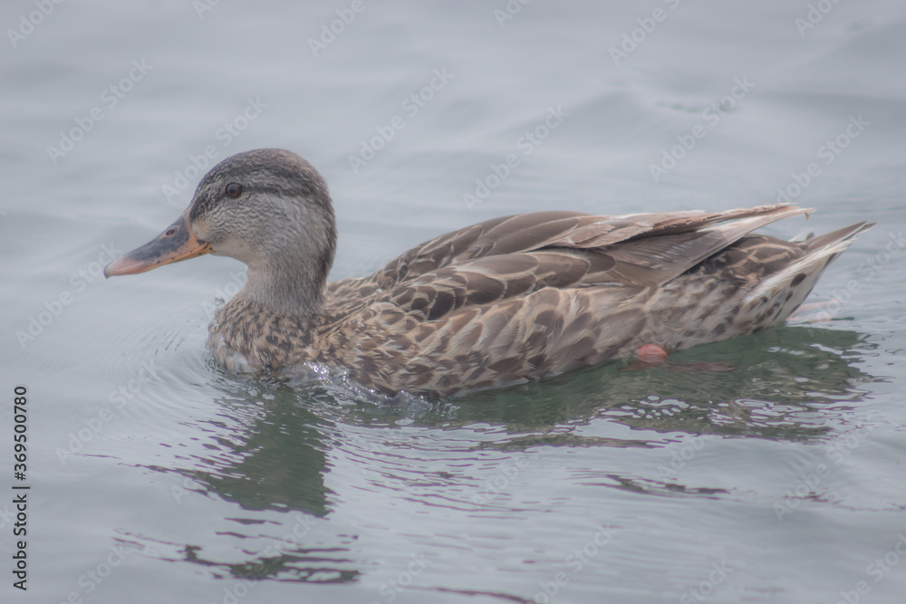 Colour nature photograph of wild ducks swimming in Lake Ontario at the Kingston Harbour in Kingston, Ontario Canada during a sunny late summer afternoon. Colour nature photograph of wild ducks swimming in Lake Ontario at the Kingston Harbour in Kingston, Ontario Canada during a sunny late summer afternoon.