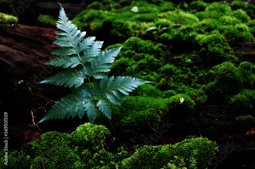 The small, single fern leaves sprouting from the lush moss in the forest and the light from the sun shining on the leaves and moss makes it look like the color of emerald.