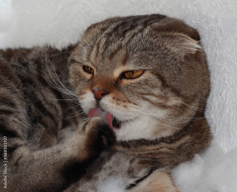 The tabby cat is washing. Home fuzzy.