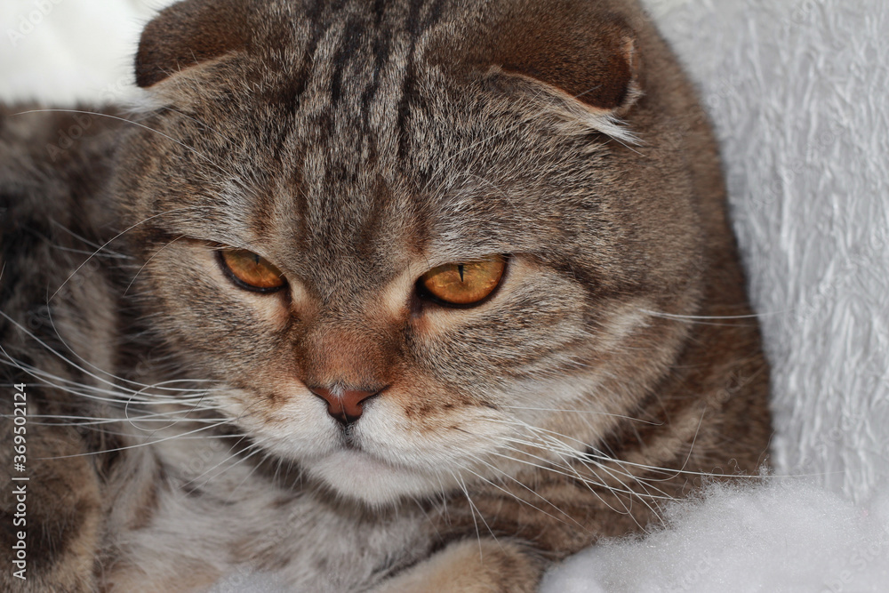 Cat on a white background. Lop-eared cat lies in cotton wool.