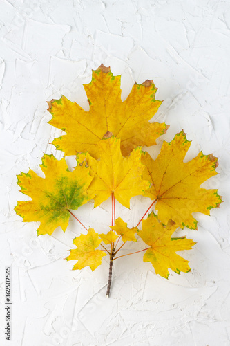 Autumn maple branch with yellow leaves on white