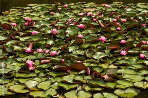 Vászonkép Close up of a water lily