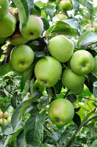  close-up of green organic apples on apple tree branch, vertical composition