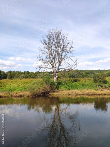 An old lonely dead tree on the bank