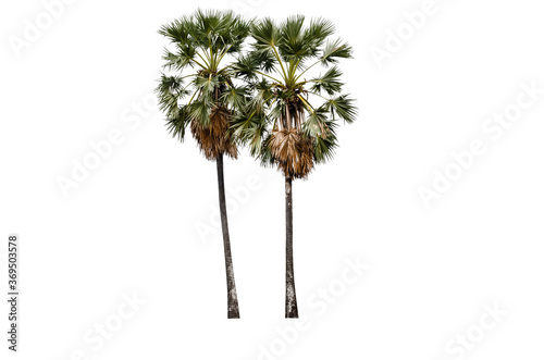 Asian Palmyra palm, Toddy palm, Sugar palm, on white background © Nisathon Studio