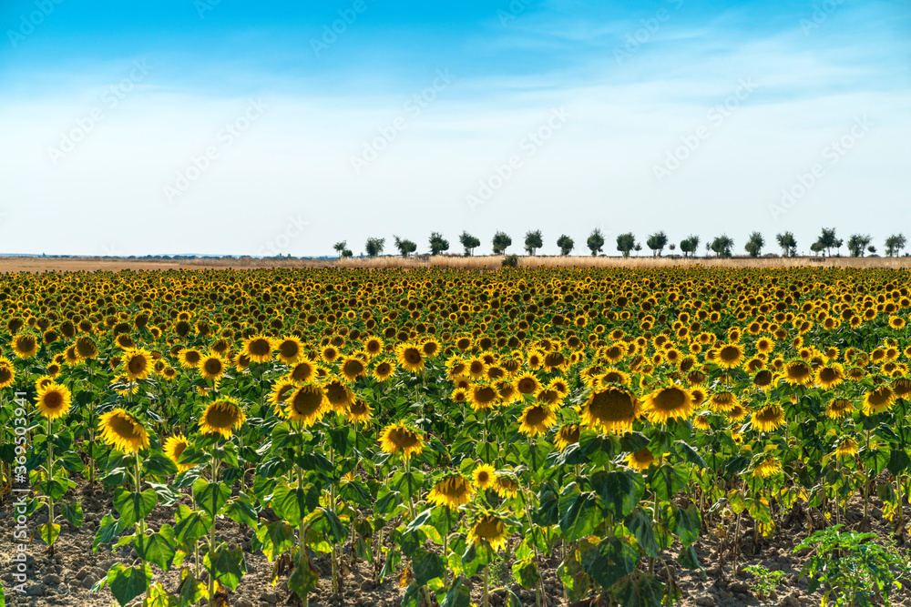 Obraz premium Beautiful sunflower field for sunflower oil production with blue sky and trees in the background in Salamanca region, Spain. Rural landscape.