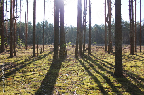forest forest landscape high pines in straight rows behind the trees you can see a clearing with stumps the sun shines and the shadows fall in long shadows