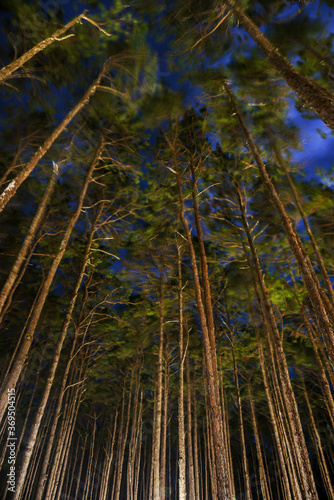 long exposure of pine forest at night