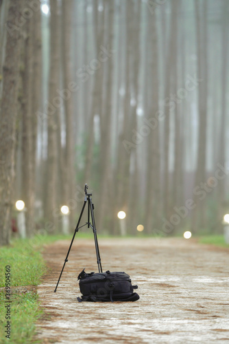 tripod and camera bag put on the pine forest walk way