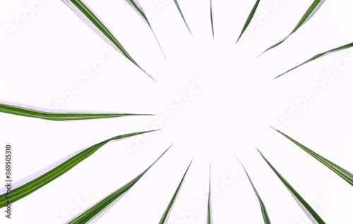 Circle of grass on a white isolated background.