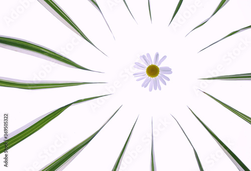circle of grass near chamomile