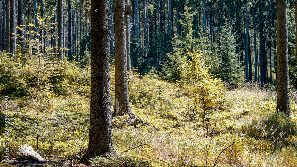 Fototapeta premium Mountain forest on sunny day
