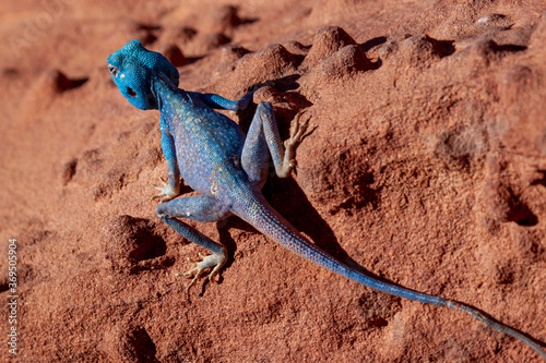 An isolated close up image of a Blue Agama (Sinai Agama) lizard on the red sand stones of Wadi Rum, Jordan. This is a male in mating season which changes its color from brown to stunning blue.