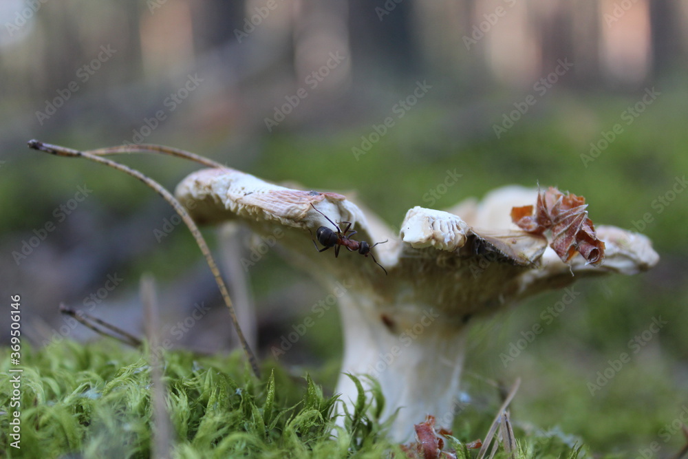 Obraz premium the brown cap of the mushroom is visible from the grass behind a stick a club mushrooms grow in the woods collecting mushrooms rest a mushroom of white color grows in the moss in the forest with a bro