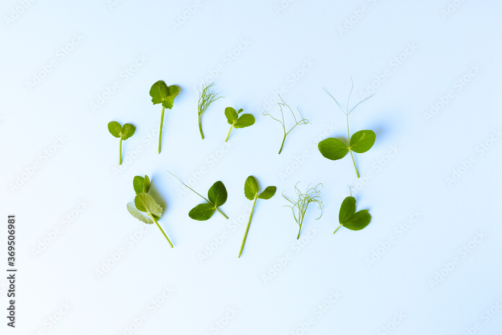 fresh sweet pea sprout on blue background. Concept micro greens, gardening, growing greenery at home, healthy, ingredient for salad. Flatlay