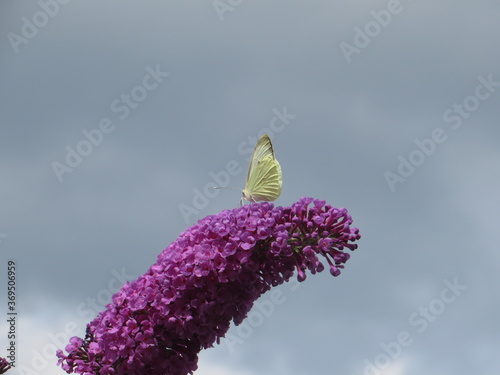 Yellow butterfly sitting on budley flower with a grey sky on background.  Insect in the garden. For articles, wallpaper, cards. photo