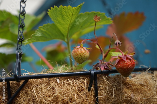 Strawberries growing in a hanging basket