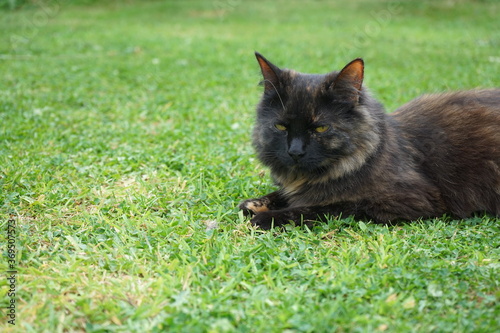 Cat on grass