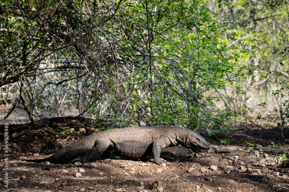 A Komodo dragon, Varanus komodoensis, crawls through the forest in Komodo National Park, Indonesia. Komodo dragons prey on water buffalo, deer, pigs, and monkeys on a few islands within the park.
