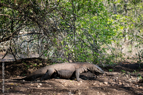 A Komodo dragon  Varanus komodoensis  crawls through the forest in Komodo National Park  Indonesia. Komodo dragons prey on water buffalo  deer  pigs  and monkeys on a few islands within the park.