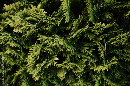 close up of fir needles. macro green coniferous plant on the dark background. graphic resource