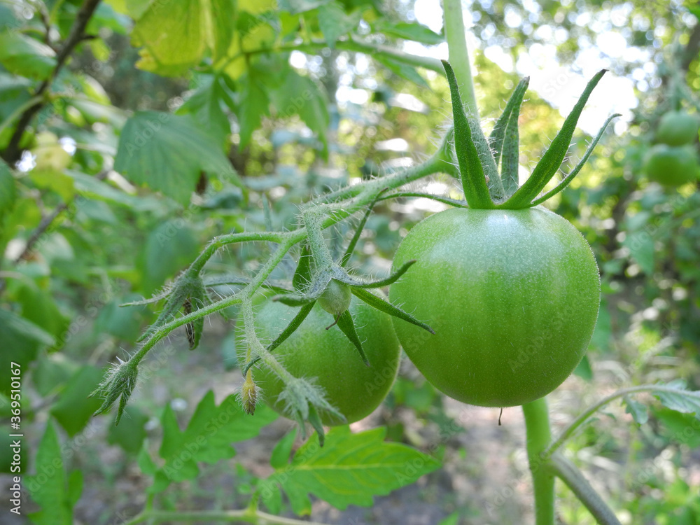 Unripe green tomatoes and ovary on branch close-up in vegetable garden Unripe green tomatoes and ovary on branch close-up in vegetable garden