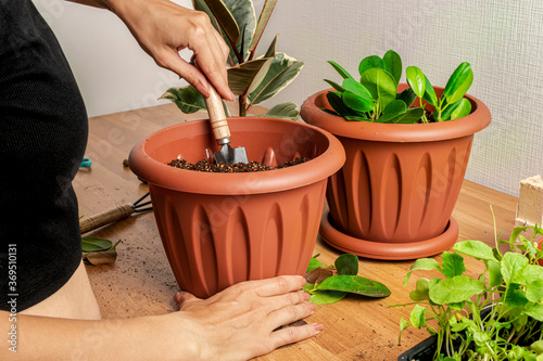 Transplanting houseplants. Home gardening. Plant care. A woman transplants plants from an old pot to a new one.