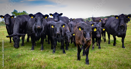 Fotografia Black Angus Cattle and Calves