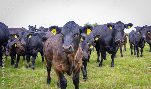 Black Angus Cattle and Calves