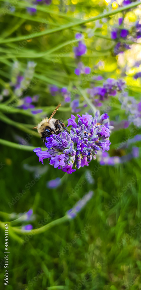 Honey bee pollinating lavender flower. Apis mellifera in lavandula.