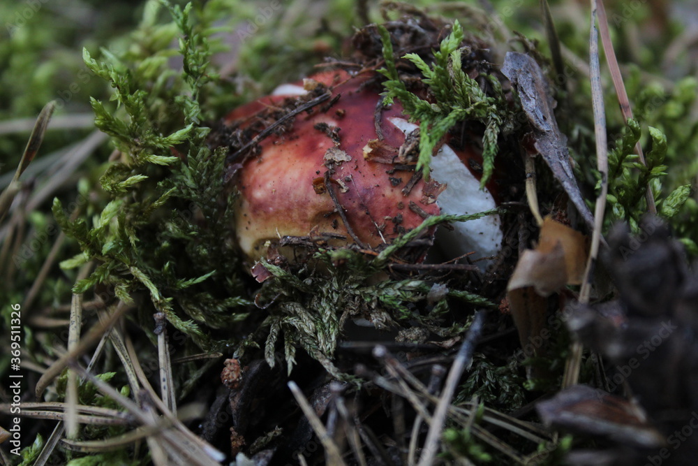 mushrooms forest mushroom picking mushroom pickers quiet hunting vegetarianism mushroom on a white leg and brown top hat boletus white mushroom edible grows their moss mushrooms forest mushroom picking mushroom pickers quiet hunting vegetarianism mushroom on a white leg and brown top hat boletus white mushroom edible grows their moss