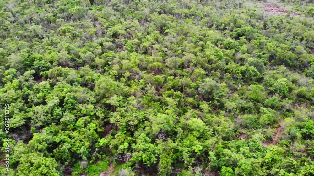 Aerial view of the forest. Aerial view of the forest.