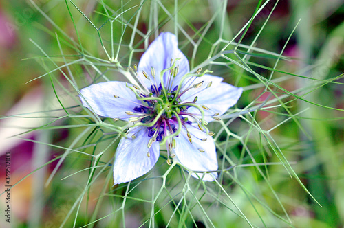 Nigella. Flor azul . Macro fotografía.