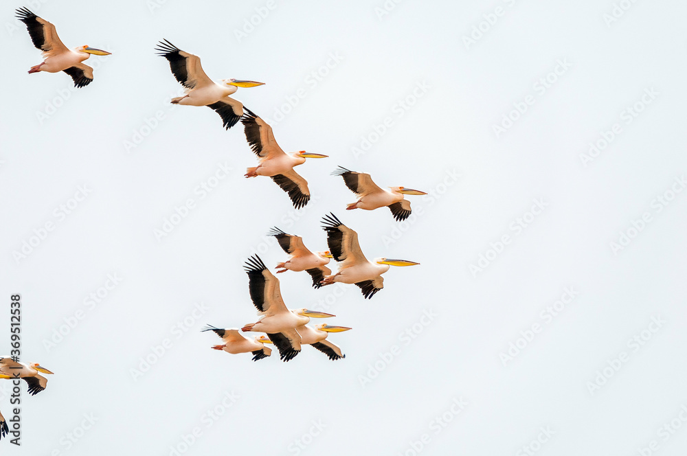 Great white pelicans flying in formation in Walvis Bay - obrazy, fototapety, plakaty 
