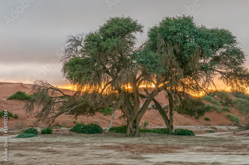 Sunrise view of camelthorn trees at Sossusvlei © dpreezg