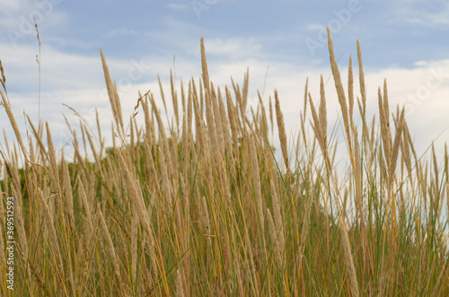 Grass in the Wind