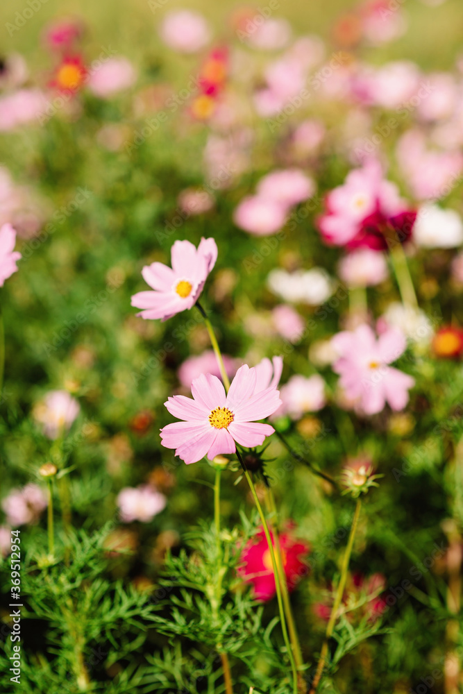 Decorative pink garden flower Cosmos Bipinnatus, Cosmea Bipinnata, Bidens Formosa. Mexican aster. Copy space. Floral background. Soft selective focus. Decorative pink garden flower Cosmos Bipinnatus, Cosmea Bipinnata, Bidens Formosa. Mexican aster. Copy space. Floral background. Soft selective focus.
