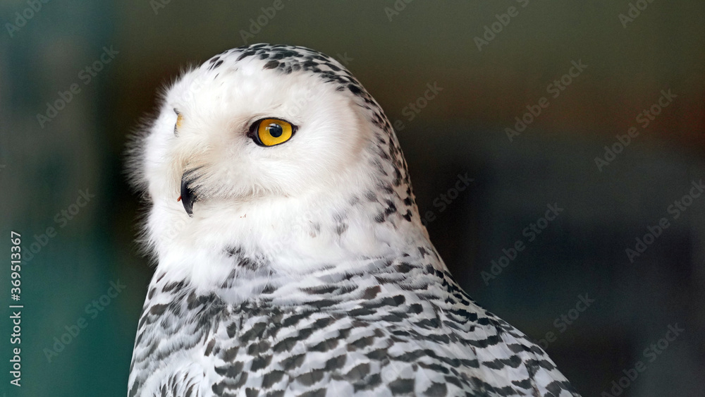 Fototapeta premium a beautiful head portrait of a bubo scandiacus, snow owl with black background