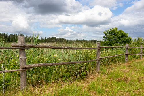 Landscape with a wet meadow formed around an overgrown lake. It grows reeds, meadowsweets and other wild flowers. A simple wooden fence. Summer in the countryside. Latvia