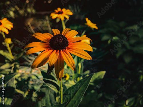 The bright yellow rudbeckia flower blooms in the garden under sunlight on a summer day. © Vit-Vit
